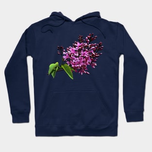 Lilacs Starting to Open Hoodie